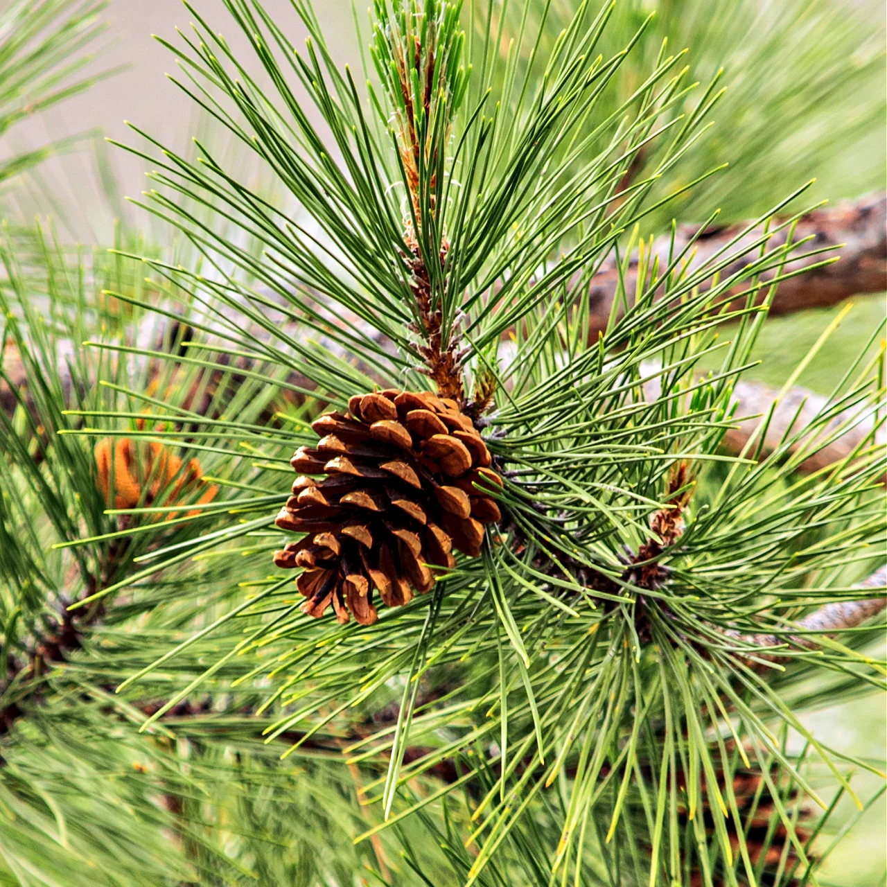 chir-pine